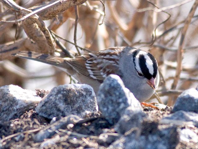 White-crowned Sparrows